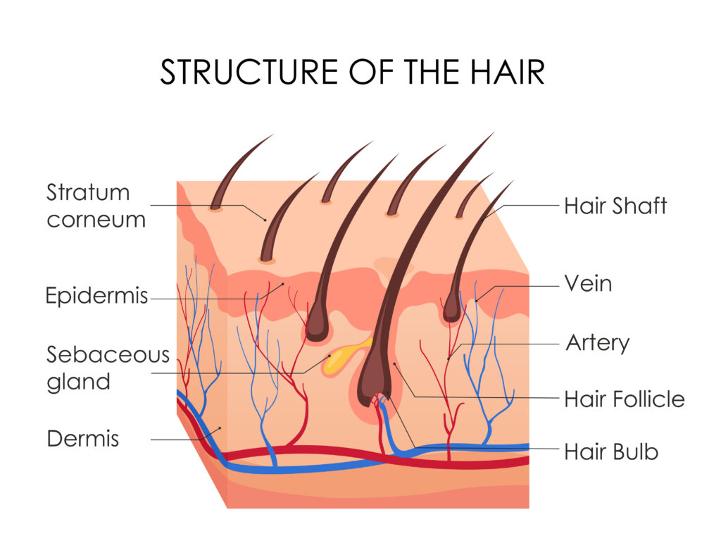What is alopecia areata? Image of hair structure.